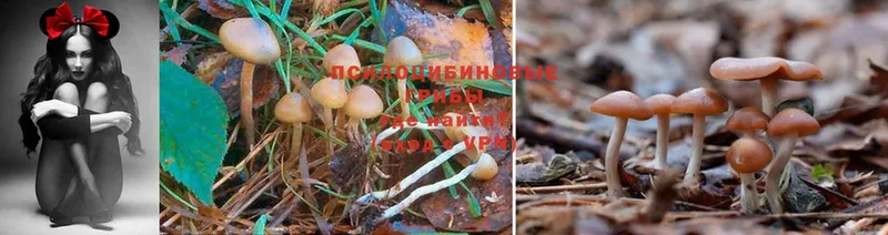 Псилоцибиновые грибы Magic Shrooms  как найти наркотики  Бутурлиновка 